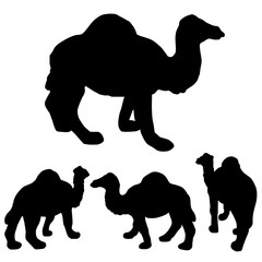 1 Camel 4 Perspective simple silhouette of camel for ramadan seasonal element design related,  isolated on white
