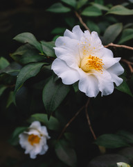 White camellia flowers over dark green leaves