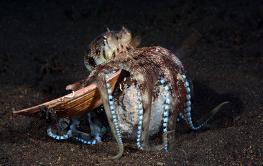 Incredible Underwater World - Coconut octopus - Amphioctopus marginatus. Diving and underwater photography. Tulamben, Bali, Indonesia.