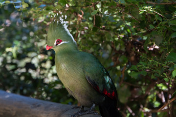 Livingstones Turaco (Mosambiekloerie), green bird long crest with white and black tips and red beak sitting in a tree.