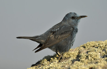 roquero solitario sobre la roca