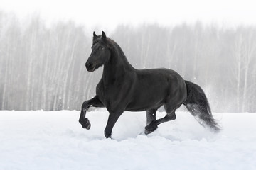 Fototapeta na wymiar Black friesian horse running gallop on the snow-covered field in the winter background