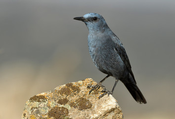Roquero solitario sobre una roca