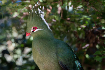 Livingstones Turaco (Mosambiekloerie), green bird long crest with white and black tips and red beak sitting in a tree close up.