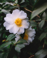 White camellia flowers over dark green leaves