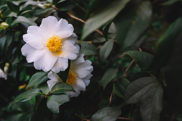 White camellia flowers over dark green leaves