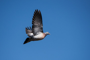 Fototapeta premium Common Wood Pigeon, Wood Pigeon, Columba palumbus