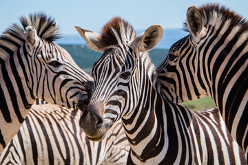 Fototapeta na wymiar Plains Zebra (Equus quagga) animals standing with their faces close together close up portrait of three animals.