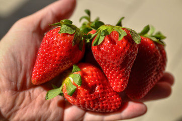 Close up with selective focus of large bright red strawberries