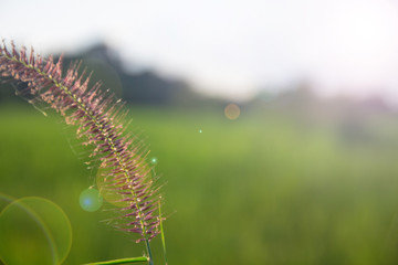 close up rice plants yield in the paddy green field is beautiful at sunset select focus