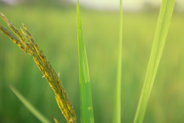 close up rice plants yield in the paddy green field is beautiful at sunset select focus