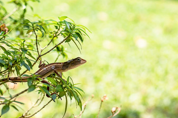 Small Long tailed lizard branches sheds on the tree.