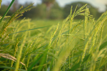 close up rice plants yield in the paddy green field is beautiful at sunset select focus