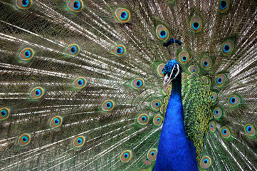 Fototapeta na wymiar peacock with feathers out