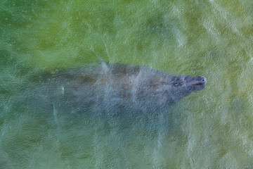 FLORIDA MANATEE ((Trichechus manatus latirostris ), Everglades National Park, FLORIDA, USA, AMERICA