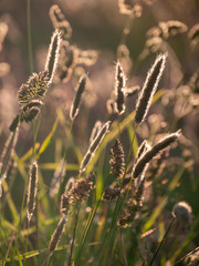 Sund behind the field