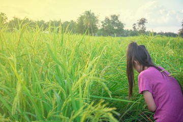 Asian women are walking in the rice fields at sunset