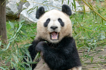 giant panda while eating bamboo © Andrea Izzotti