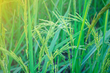close up rice plants yield in the paddy green field is beautiful at sunset