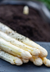 New harvest of  white asparagus vegetable in spring season, white head of asparagus growing up from the ground on farm