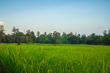 rice plants yield in the paddy green field is beautiful at sunset