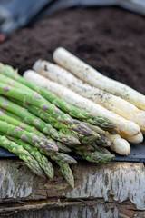 New harvest of  white and green asparagus vegetable in spring season, asparagus growing up from the ground on farm