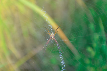 close up Spider on leaf of rice and green background at sunset select focus