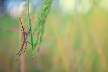 close up Spider on leaf of rice and green background at sunset select focus