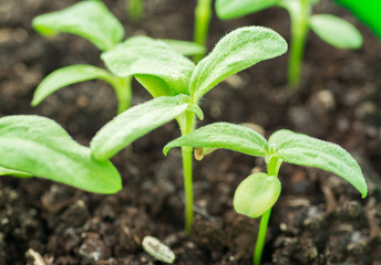 Seedlings in the spring on the pot, Arugula young plant raised from seed