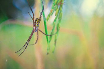 close up Spider on leaf of rice and green background at sunset select focus
