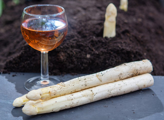 New harvest of  white asparagus vegetable in spring season and glas rose wine, white heads of asparagus growing up from the ground on farm