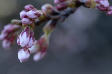 桜のつぼみ