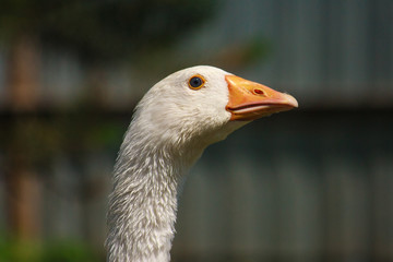 Close-up the head of white goose.