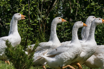 Geese graze on traditional village goose farm. Many geese walking in field of green grass.