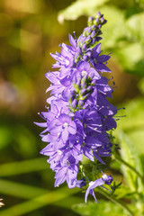 Veronica is the largest genus in the flowering plant family Plantaginaceae. Blooming blue flower close-up on field.