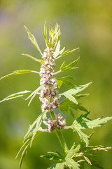 Blooming flower close-up on field. Leonurus cardiaca, known as motherwort is an herbaceous perennial plant in the mint family, Lamiaceae.