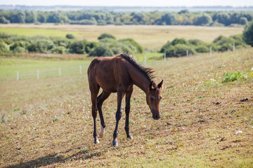 horse in the pasture / eat grass in the field