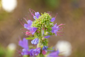 Blooming flower close-up on field. Echium is a genus of 60 species of flowering plant in the family Boraginaceae.