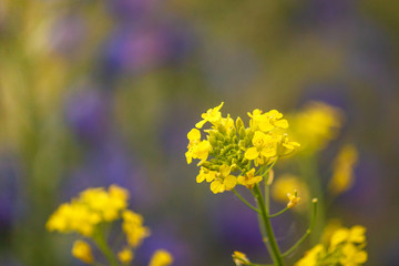 Obraz premium Blooming flower close-up on field. Barbarea vulgaris, also called bittercress, herb barbara, rocketcress, yellow rocketcress, winter rocket, and wound rocket, is a biennial herb