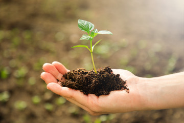 Female's hands holding young plant in the garden