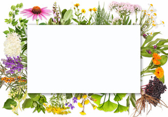 Blank label with medical plants - obrazy, fototapety, plakaty