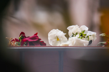 Balcony Flowers