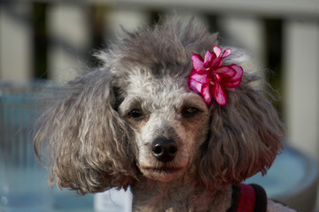 Pudel Hund mit Blume