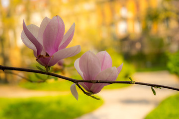 Magnolia blooms in the spring, the northern Mediterranean