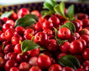 Background of Vaccinium vitis-idaea (lingonberry, partridgeberry or cowberry) Natural food of wild nature, rich in vitamins. Non GMO. Top view. Northern Europe, America and Russia.