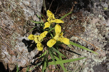 yellow flowers