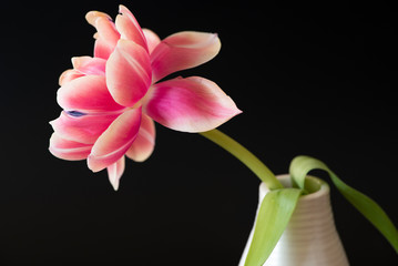 Tulpe (einzeln)