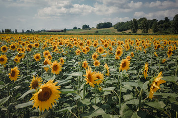 Sonnenblumenfeld in Südfrankreich