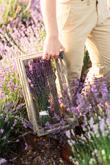 farmer reaps lavender flowers in the sunset