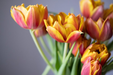 Fototapeta premium Close-up bouquet of red and orange tulips. Lifestyle casual photo.